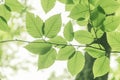 Looking up at beech tree leaves Royalty Free Stock Photo