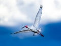 Looking up from below at a white ibis flying