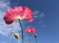 Looking up at big pink poppies against a blue sky