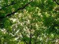 Looking up at big tree isolated white background. Royalty Free Stock Photo