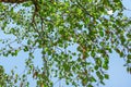 Looking up the birch tree, small green leaves against blue sky background. Abstract spring nature background Royalty Free Stock Photo