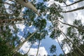 Looking up at birch trees with beautiful blue sky and interesting clouds in Montana along the Beartooth Pass