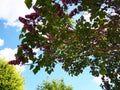 Looking up through blooming branches of tree