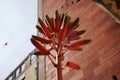 Aloe plant flower Royalty Free Stock Photo