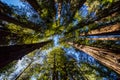 Looking up at the blue sky through California redwood trees in Henry Cowell Redwoods State Park Royalty Free Stock Photo