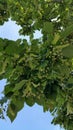 Looking up at branch of linden tree showing close up of heart shaped leaves and clusters of flowers in bud with blue sky