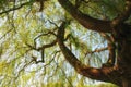 Looking up into a Willow tree