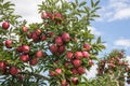 Red Delicious Apples in the Hudson Valley Royalty Free Stock Photo