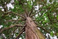 Branches of a very tall Pine tree Royalty Free Stock Photo