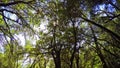 Looking Up Through The Branches of a Tree