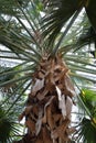 Looking Up at the Branching Fronds and Trunk of a Sabal Domingensis Palm Tree Royalty Free Stock Photo