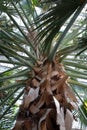 Looking Up Into the Fronds of a Dominican Palm Tree Royalty Free Stock Photo