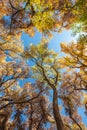 Looking up at the brightly colored canopy of a thicket of cottonwood trees Royalty Free Stock Photo