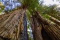 Looking up at California redwood trees with interesting trunks in Henry Cowell Redwoods State Park Royalty Free Stock Photo