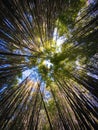 Looking up canopy of bamboo trees Royalty Free Stock Photo