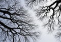 Looking up at a canopy of bare tree branches against a grey sky. Royalty Free Stock Photo