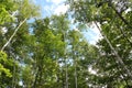 Looking Up Into the Canopy of Birch, Maple and Pine Trees in Wisconsin Royalty Free Stock Photo