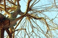 Looking up into the canopy of a dead tree. Royalty Free Stock Photo