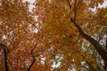 Looking Up Into Canopy of Fall Trees Royalty Free Stock Photo