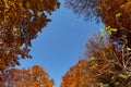 Looking up through canopy Royalty Free Stock Photo