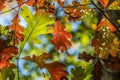 Backlit leaves in autumn Royalty Free Stock Photo