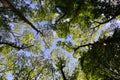 Looking up through a canopy of trees to a blue sky Royalty Free Stock Photo