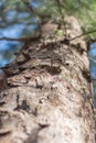 Looking up Casuarina equisetifolia or Australian pine tree. Royalty Free Stock Photo