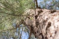 Looking up Casuarina equisetifolia or Australian pine tree. Royalty Free Stock Photo