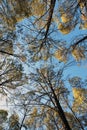 Looking Up at Casuarina Tree Tops