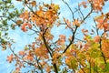Looking up at a chestnut tree in autumn Royalty Free Stock Photo
