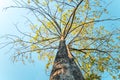 Autumn\'s Splendor: Up Close with an Old Tree\'s Yellow Leaves in the Morning Park