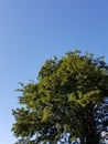 Tree and Cloudless Sky, Ireland Royalty Free Stock Photo