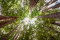 Looking up in a Coastal Redwood forest Sequoia Sempervirens, converging tree trunks surrounded by evergreen foliage, Sanborn Royalty Free Stock Photo