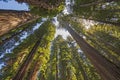 Looking up into the Coastal Redwoods on a Sunny Day