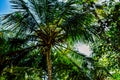 Looking up into a coconut palm tree Royalty Free Stock Photo