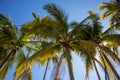 Looking up into coconut palm trees on the beach on the Pacific Ocean Royalty Free Stock Photo