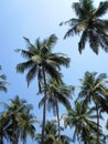 Looking up at Coconut Trees