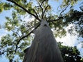 USA, Florida, Rainbow Eucalyptus Tree