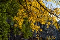 Colorful Trees during Autumn along a Row of Old Apartment Buildings in Greenwich Village of New York City Royalty Free Stock Photo