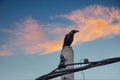 Crow perching on electric cable pole Royalty Free Stock Photo