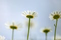 The underneath of daisies in the summer sunshine with a blue sky overhead Royalty Free Stock Photo