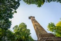 Looking up at Dead Mans` Plack,Harewood forest,Hampshire,United Kingdom Royalty Free Stock Photo