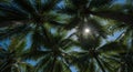 Looking Up Through Dense Palm Tree Fronds at a Bright Sunburst in a Blue Sky palm trees tropical Royalty Free Stock Photo