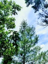 Looking up different trees from Mattatuck Trail Royalty Free Stock Photo