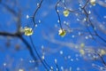 Looking up at dogwood tree in bloom. Royalty Free Stock Photo