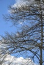 Looking Up through dry Tree Canopy. Frame of tree branches against blue sky with clouds. Copy space Royalty Free Stock Photo
