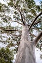 Looking up at eucalyptus tree canopy. Royalty Free Stock Photo