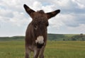 Looking Up into the Face of a Burro Foal