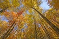 Looking up into the Fall Colors Royalty Free Stock Photo