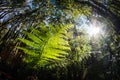 Looking up in the fern forest Royalty Free Stock Photo